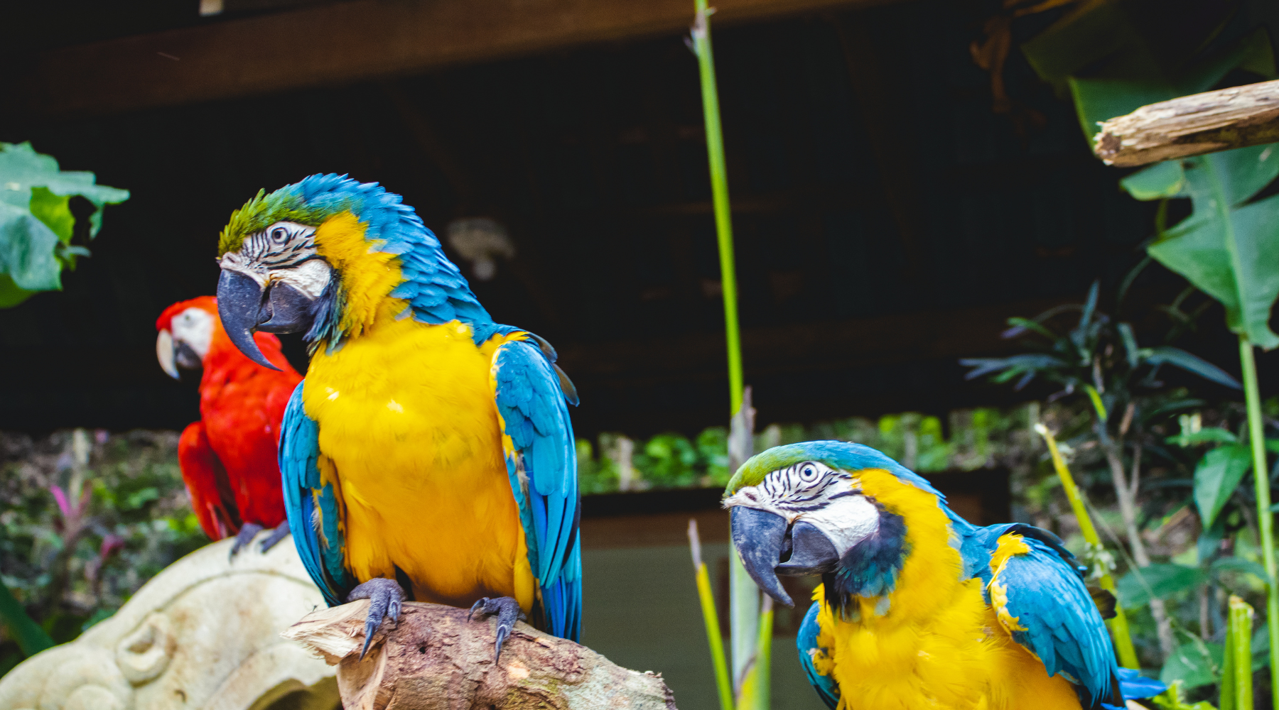 5 Things You Did Not Know About Parrots