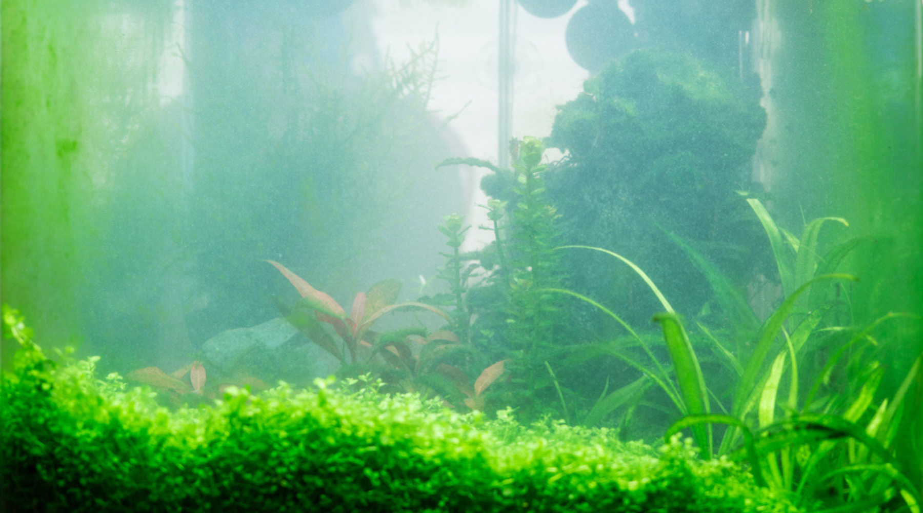 Why Is My Fish Tank Cloudy? Common Causes & How to Fix It