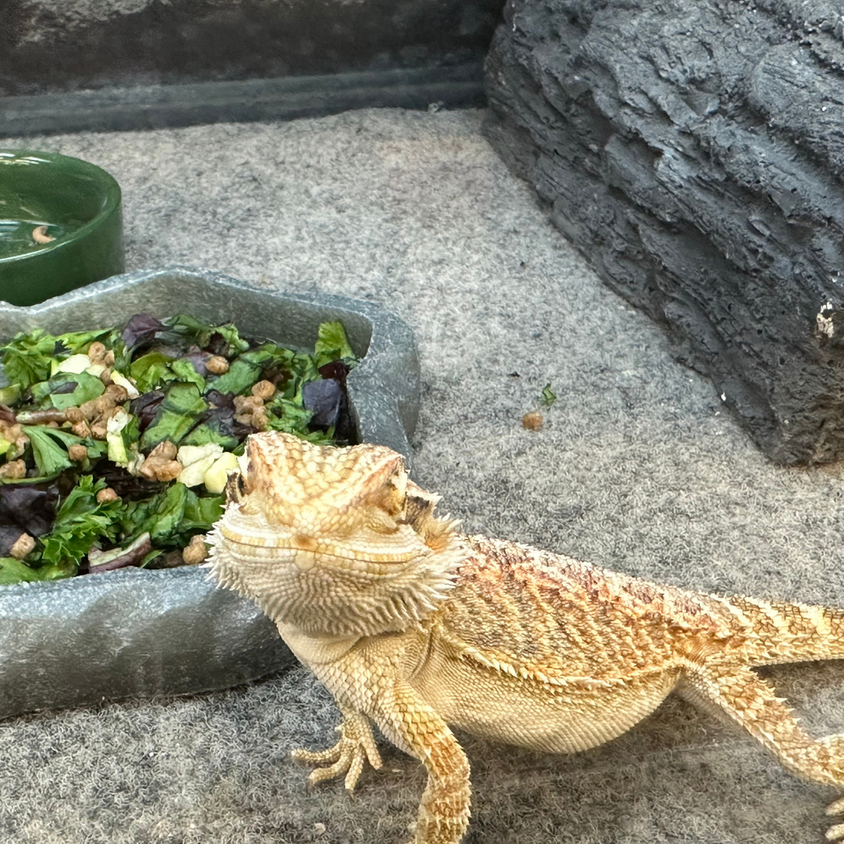 Should I Feed My Reptile During Brumation?