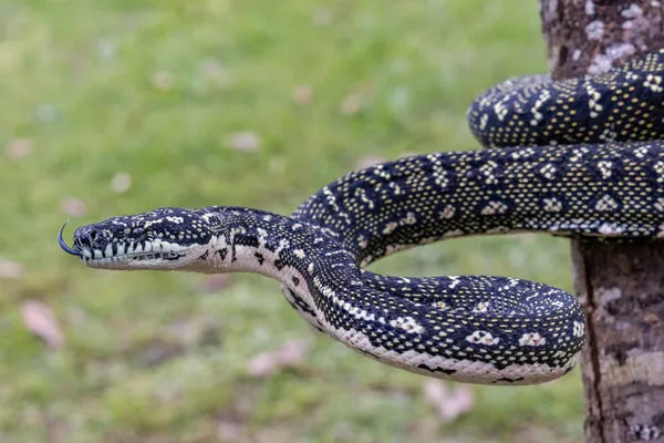 Found a Snake in Your Backyard? Here's What to Do (and Who to Call)