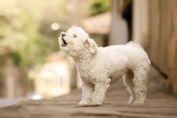 Why Is My Dog Barking So Much? Here's What's Actually Going On