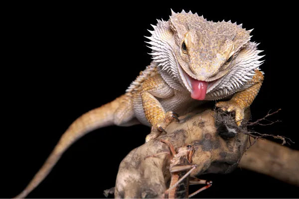 Why Won't My Bearded Dragon Eat? Common Causes and What to Do