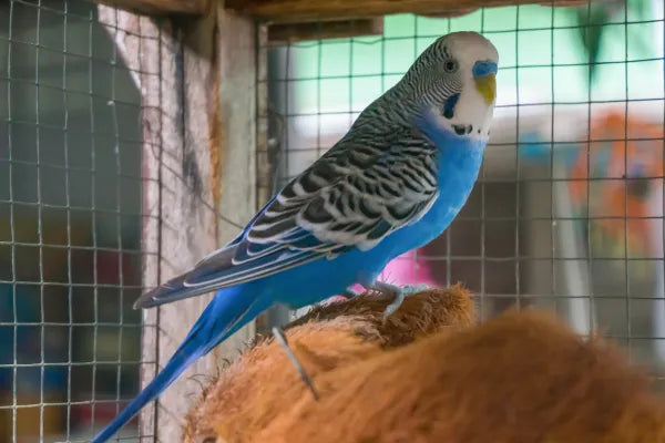Buying a Pet Bird in NSW: Where to Buy, What to Check and Red Flags to Avoid