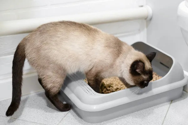 Cat Litter Trays and Boxes Explained: Every Type and How to Choose