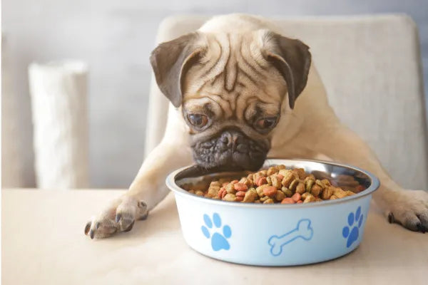 Short-Dated Dog Food: What "Best Before" Really Means