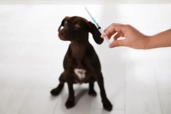 Puppy Vaccination Schedule: A Week-by-Week Guide to Keeping Your Pup Protected