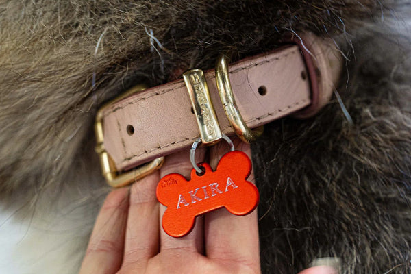 Pet ID Tags: Your Dog's Fastest Ticket Home