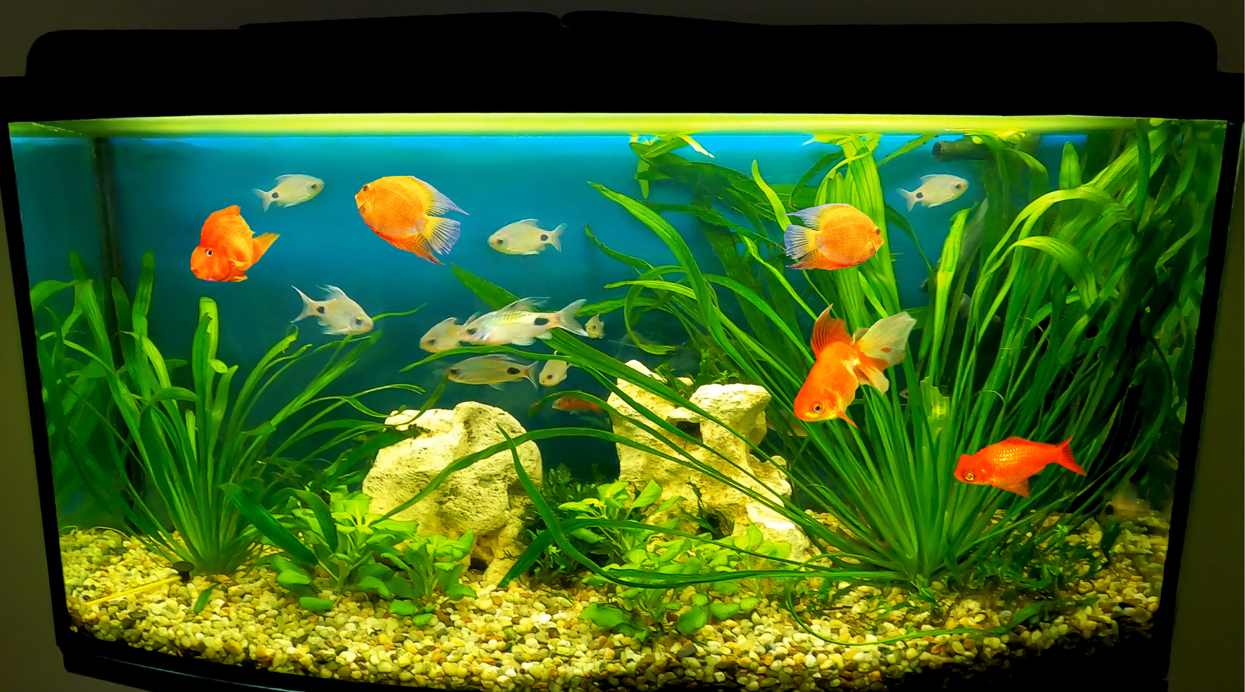 Beginner’s Guide to Fish Keeping: Getting Started with Your First Aquarium