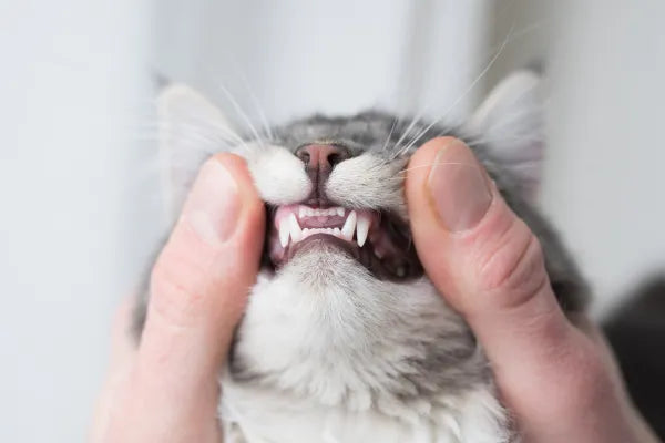 Tooth Resorption and Gingivostomatitis: The Two Cat Dental Problems Owners Haven't Heard Of