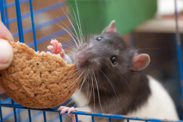 Mice and Rats: Keeping Constantly Growing Teeth in Check
