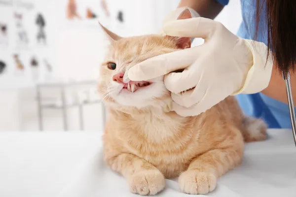 Dental Care for Cats Who Won't Tolerate a Toothbrush
