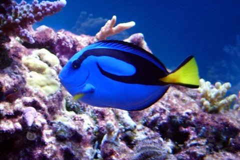 Thinking About Keeping a Blue Tang? Here's What You Need to Know
