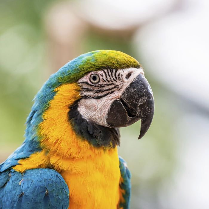 5 Things You Did Not Know About Parrots