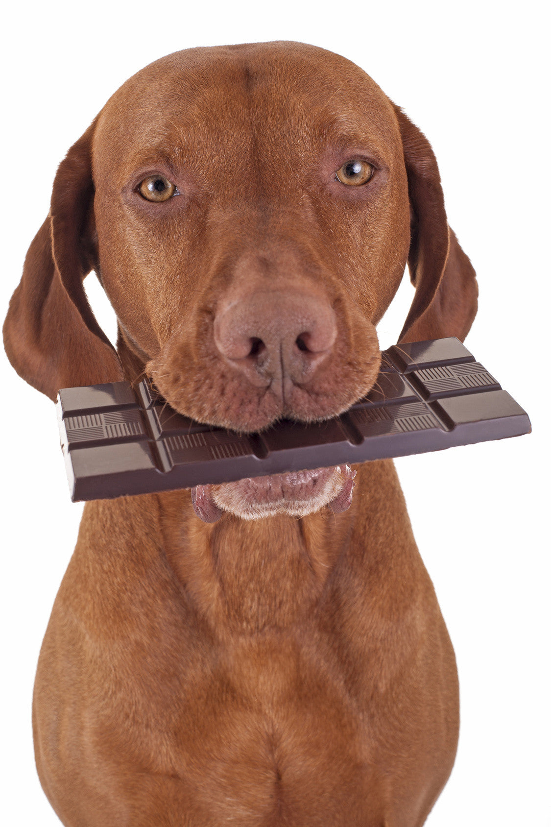 Why you shouldn't feed your dogs chocolate