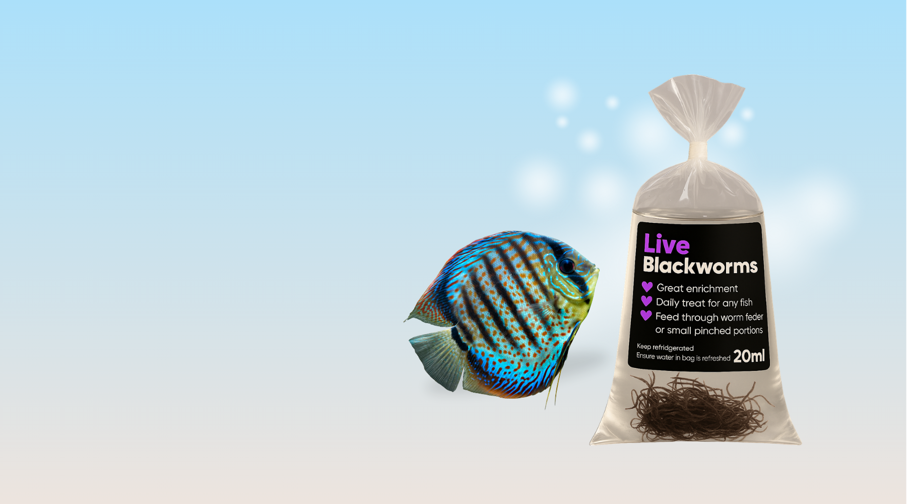 Why Live Blackworms Are the Ultimate Superfood for Fish and Axolotls