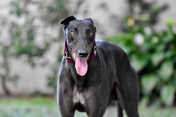 What It’s Really Like to Own a Greyhound in Australia (From People Who Do)