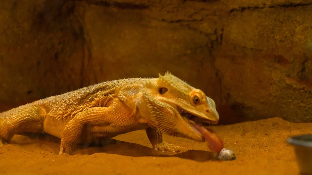 Best Live Food for Bearded Dragons Available at Kellyville Pets