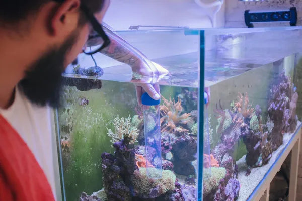How Partial Water Changes Help Keep Your Aquarium Healthy