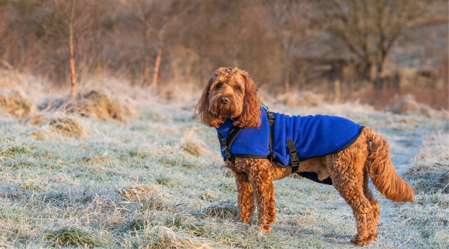Winter Dog Care Tips for Australian Pet Owners