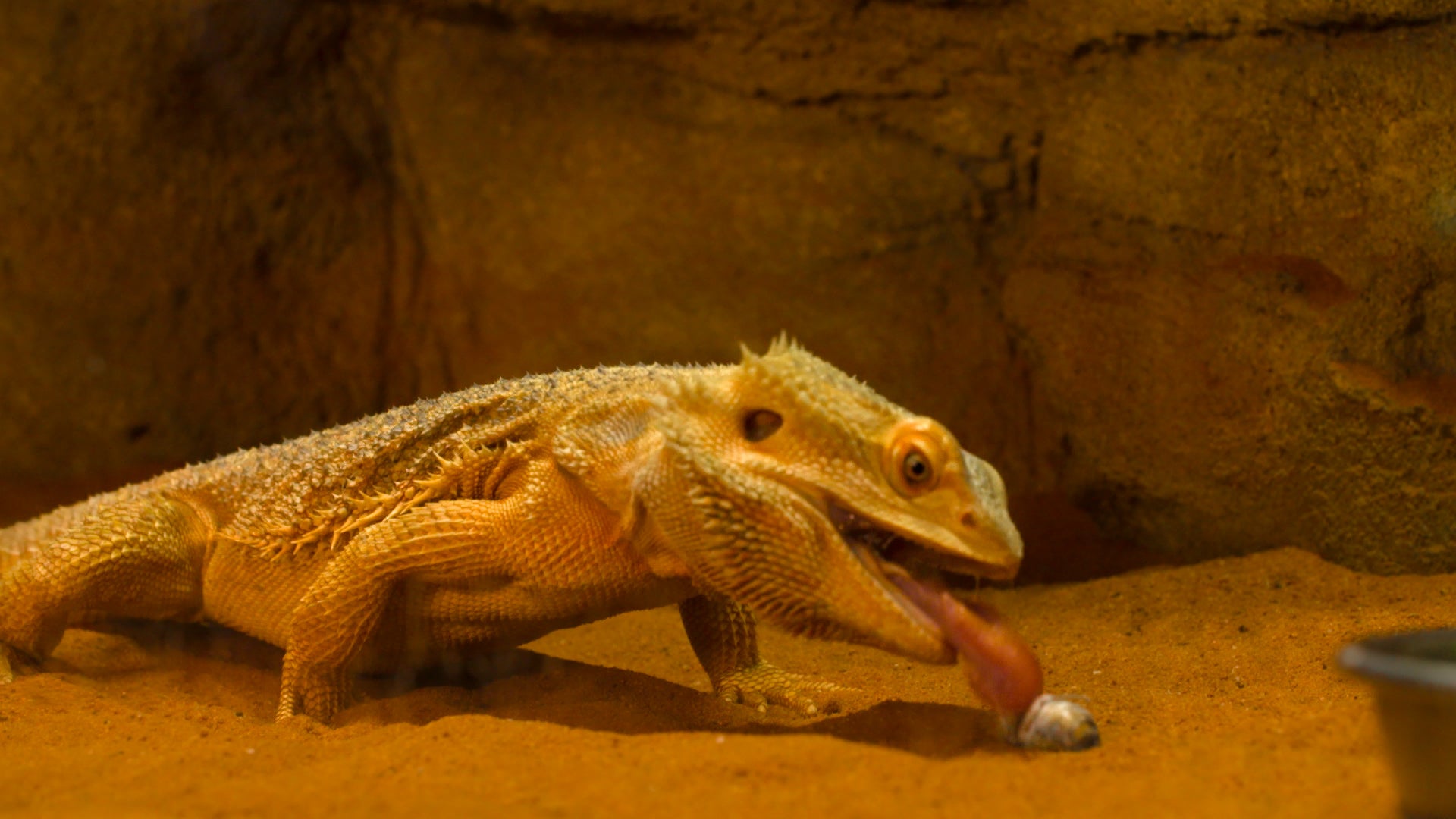 Live Food For Bearded Dragons