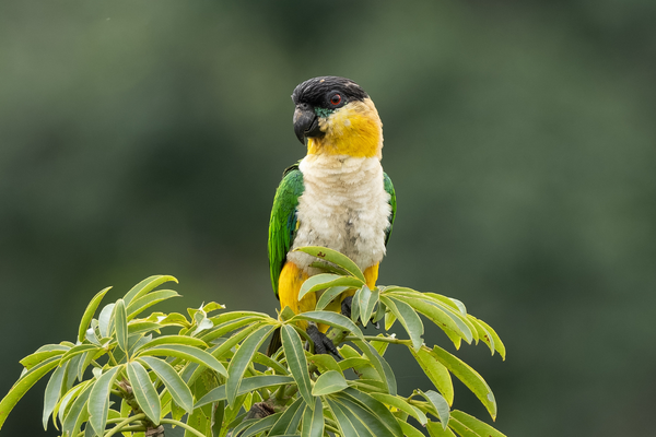 Black-headed Caique Care Guide