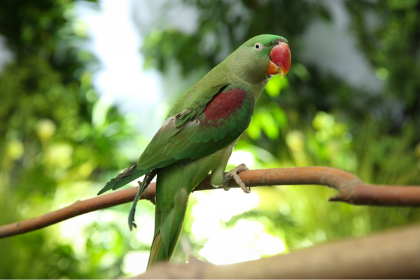 Alexandrine Parrot Care Guide