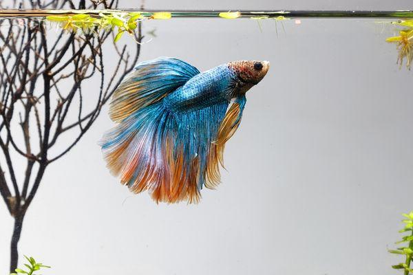 betta fish accessories australia Hammock Set Of Five Decorative Safe Leaf Shape Pieces Creative Acrylic Betta Fish Tank