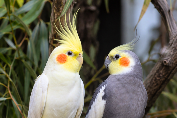 Cockatiel Care Guide
