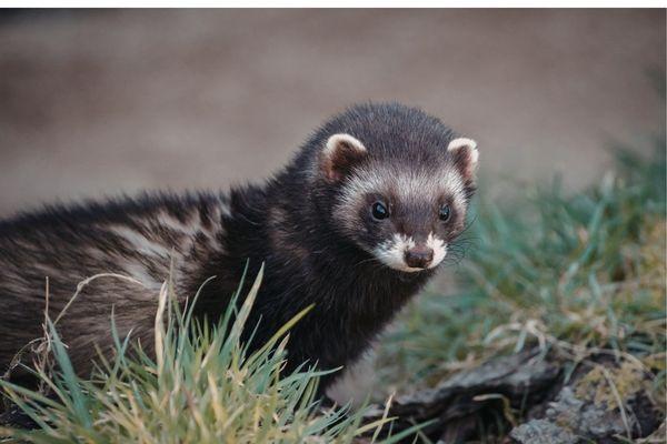 Ferret Care Guide