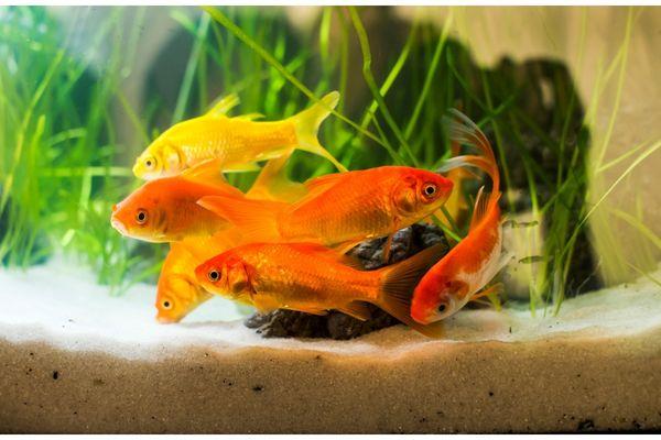 Goldfish Care Guide