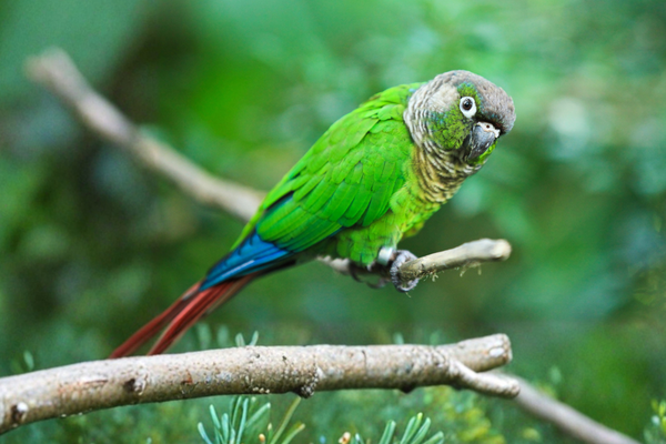 Green Cheek Conure Care Guide