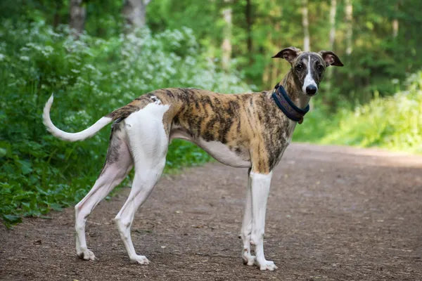Greyhound Breed Guide