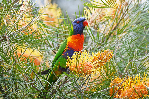 Rainbow Lorikeet Care Guide