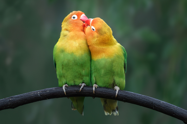 Lovebird Care Guide