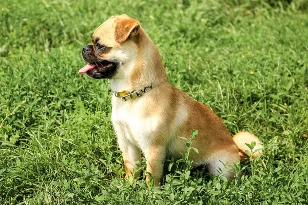 Pugalier Breed Guide