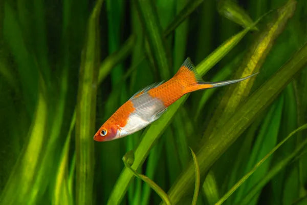 Santa Swordtail Care Guide