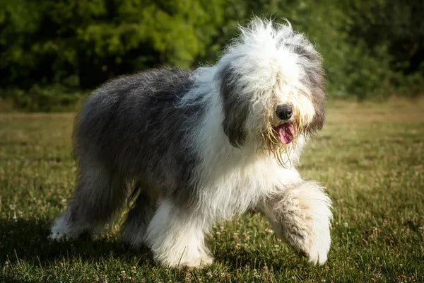 Old English Sheepdog Breed Guide