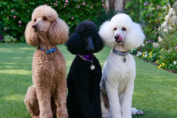 Standard Poodle Breed Guide