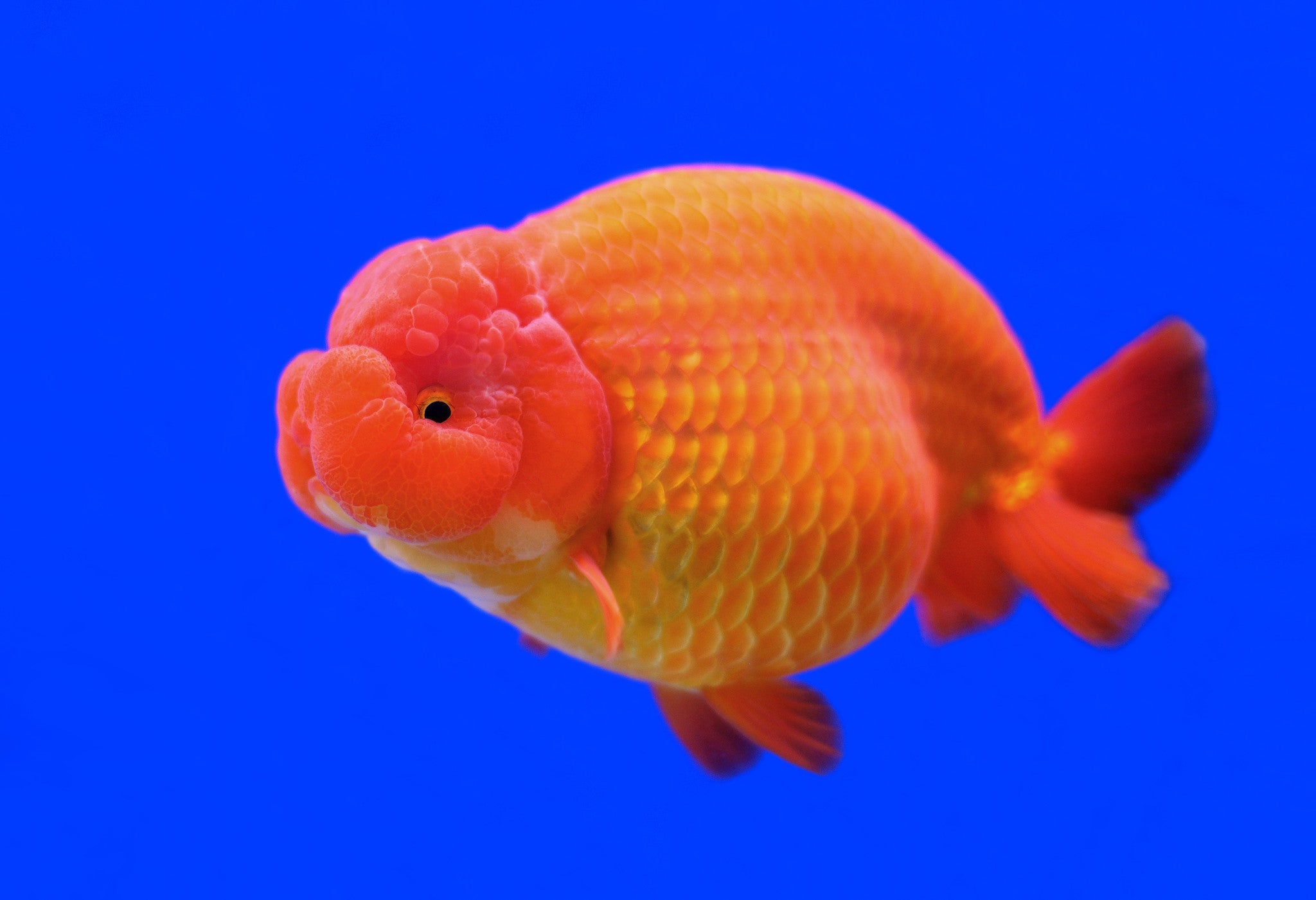 How to choose a Japanese Ranchu Goldfish - Kellyville Pets