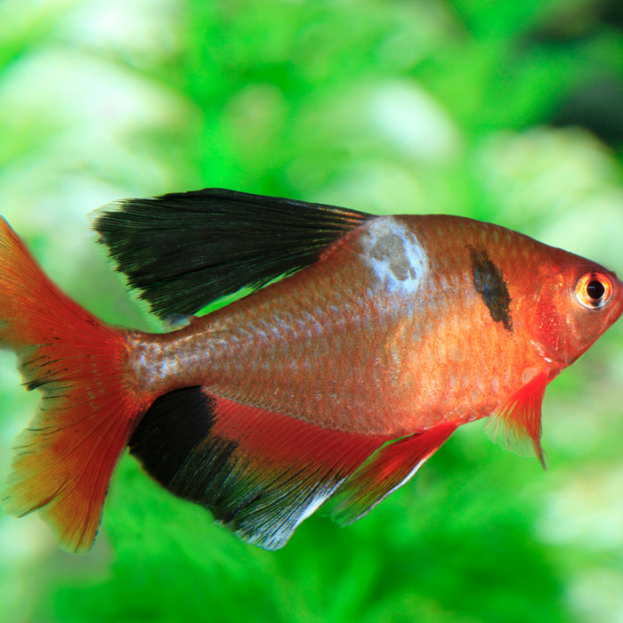 How do I know if my fish are sick?