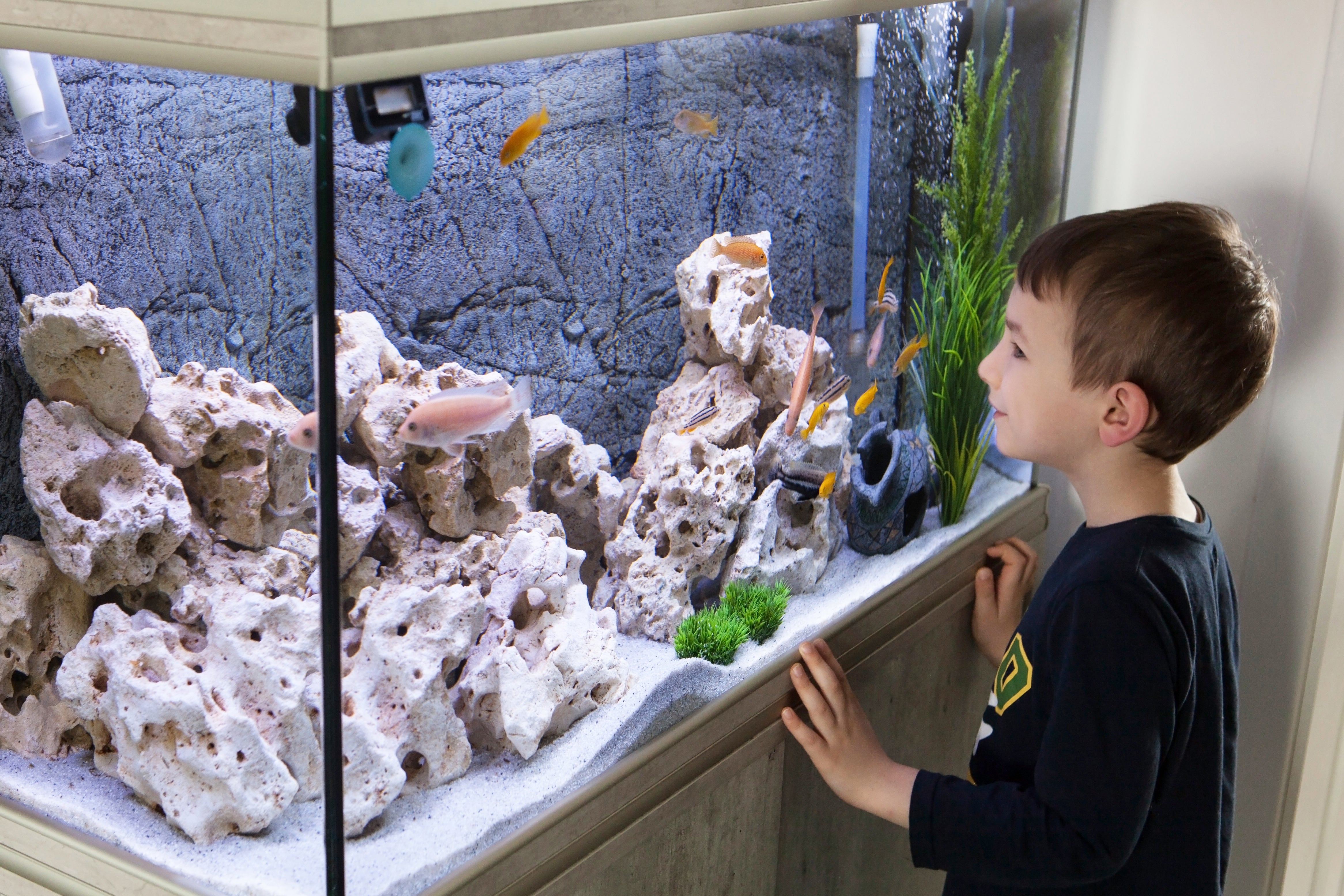 What kind of fish tank is suited to you? - Kellyville Pets