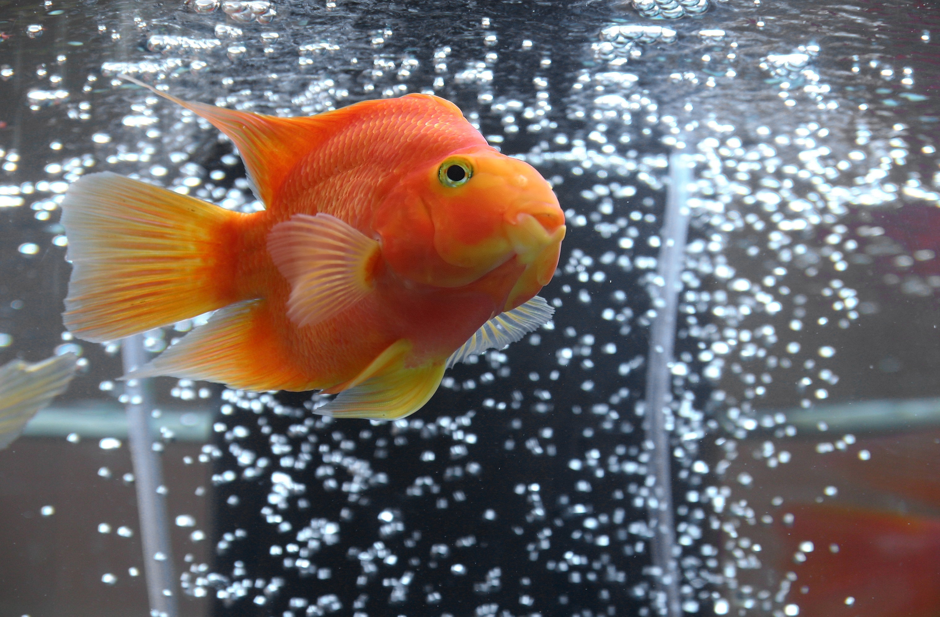 Why do I need an air pump in my aquarium? - Kellyville Pets