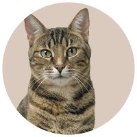 All Cat Products - Kellyville Pets