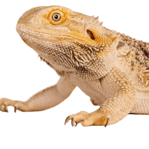 Bearded Dragons for Sale - Kellyville Pets