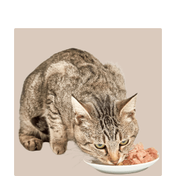 Cat Food Sale - Kellyville Pets
