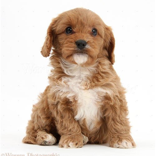 Cavoodle Puppies for Sale | Kellyville Pets - Kellyville Pets