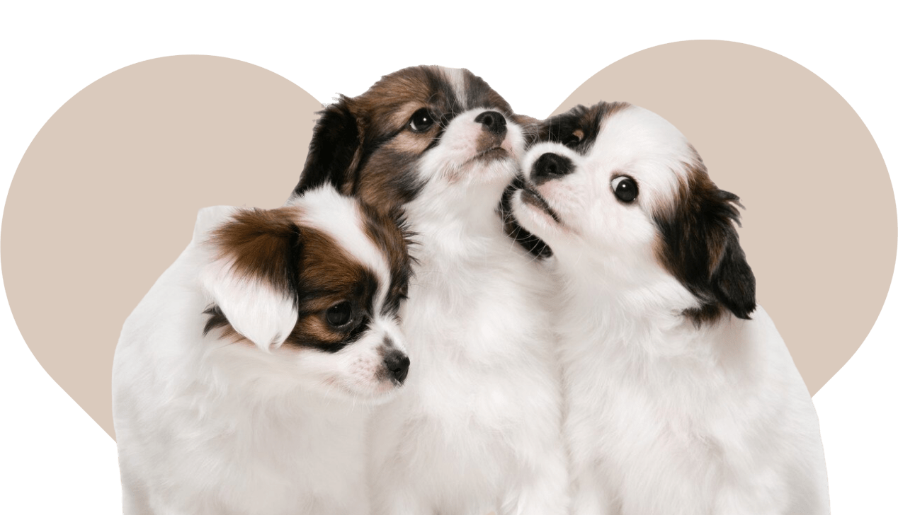 Dog Pet available Test - Kellyville Pets