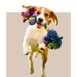 Dog Toys - Kellyville Pets