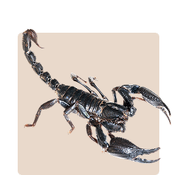 Insects and Critters for Sale - Kellyville Pets