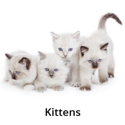 Kittens for Sale - Kellyville Pets